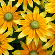 Prairie Sun Rudbeckia Seeds