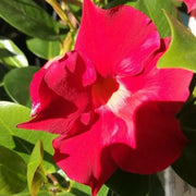 Brazilian Jasmine Mandevilla Seeds