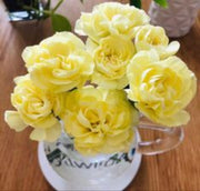 Wildflower Mix Light Yellow Carnation Seeds