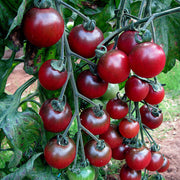 Rosella Tomato Seeds