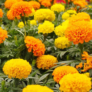 African Mix Marigold Seeds