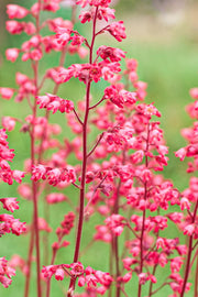 Perennial Shade-Loving Coral Bells Seeds