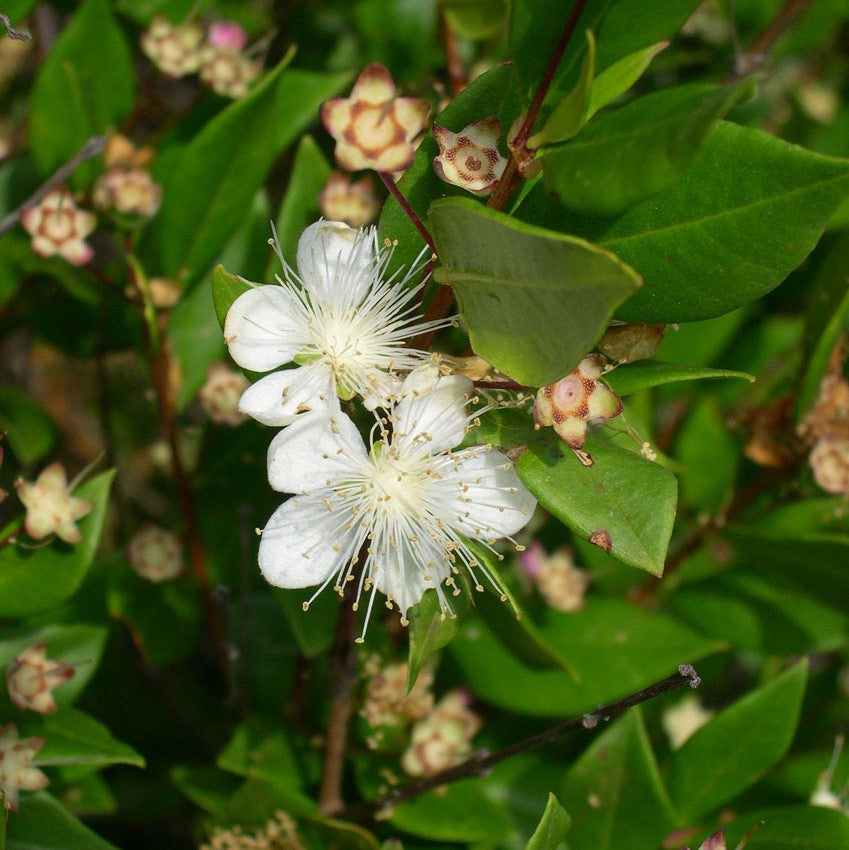 Myrtus Communis Seeds