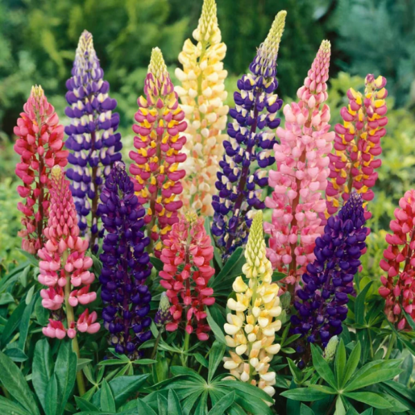 Russell Hybrid Mix Lupine Seeds