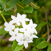 Stephanotis Madagascar Jasmine Seeds