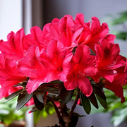 Vibrant Bloom Red Azalea Seeds