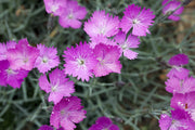 Cheddar Pink Seeds