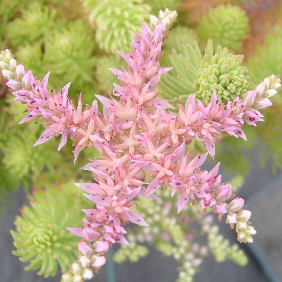 Broadleaf Stonecrop Sedum Pulchellum Seeds