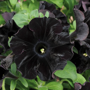 Black Velvet Petunia Seeds