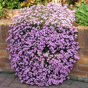 Ground Cover Soapwort Seeds