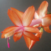 Holiday Bloom Christmas Cactus Seeds