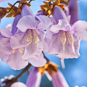 Fortunei Paulownia Seeds