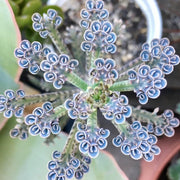 Dark Blue Kalanchoe Seeds