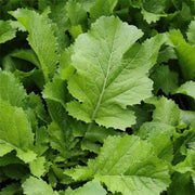 Green Leafy Mustard Seeds