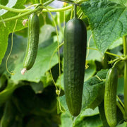 Natsu Fushinari Cucumber Seeds
