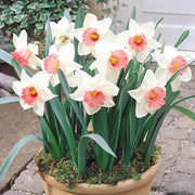 Pink White Double Narcissus Daffodil Seeds