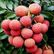 Pinkish-Red Lychee Seeds