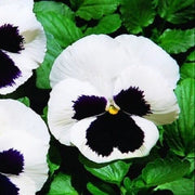 White Black Pansy Seeds