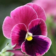 Pansy Rose Seeds