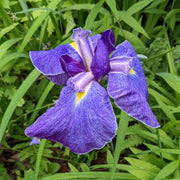 Elegant Japanese Iris Seeds