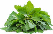Nutritious Green Bathua Seeds