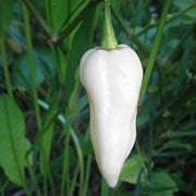 White Hot Pepper Seeds