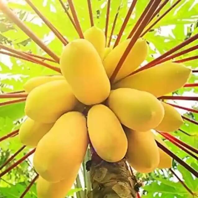 Mixed Papaya Seeds