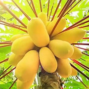 Mixed Papaya Seeds