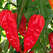 Rocoto Aji Largo Seeds