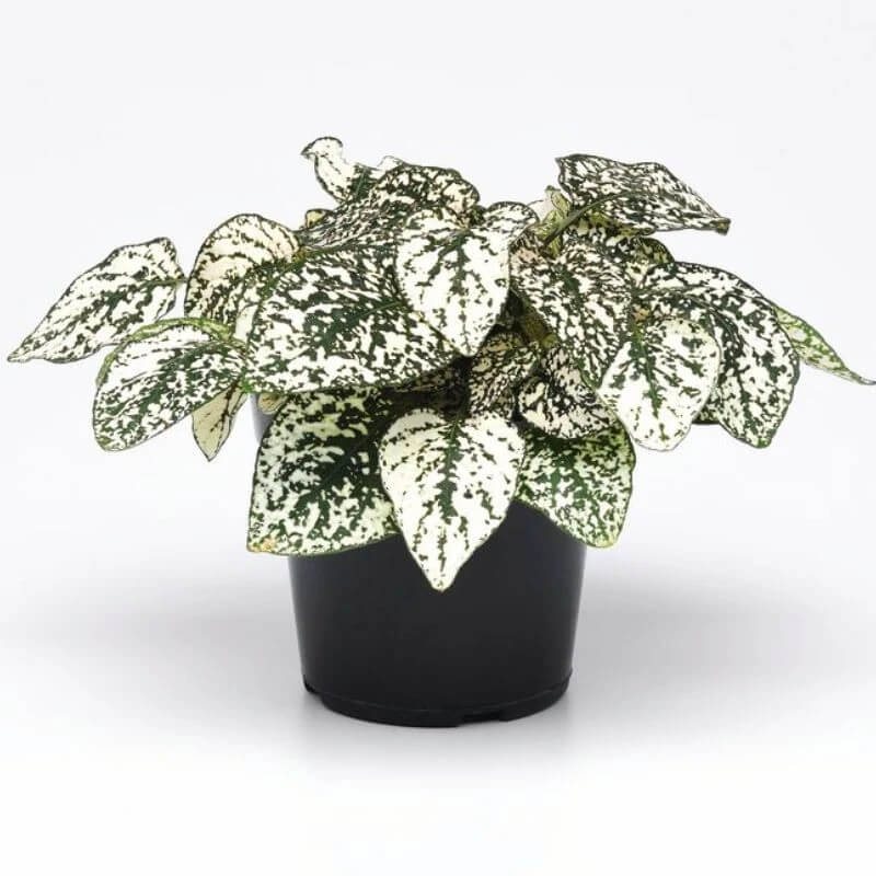White Green Polka Hypoestes Seeds