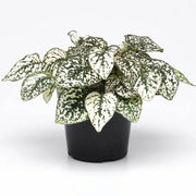 White Green Polka Hypoestes Seeds