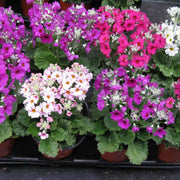 Mixed Heirloom Wildflower Blend Primula Seeds