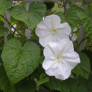 Giant White Moon Vine Seeds