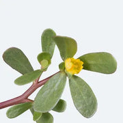 Portulaca Oleracea Seeds, Herbal