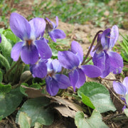Sweet Violet Seeds