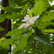 Magnolia macrophylla Magnolia Seeds
