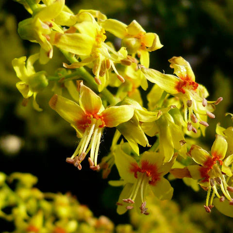 Golden Rain Koelreuteria Paniculata Seeds