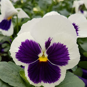 Purple White Pansy Seeds