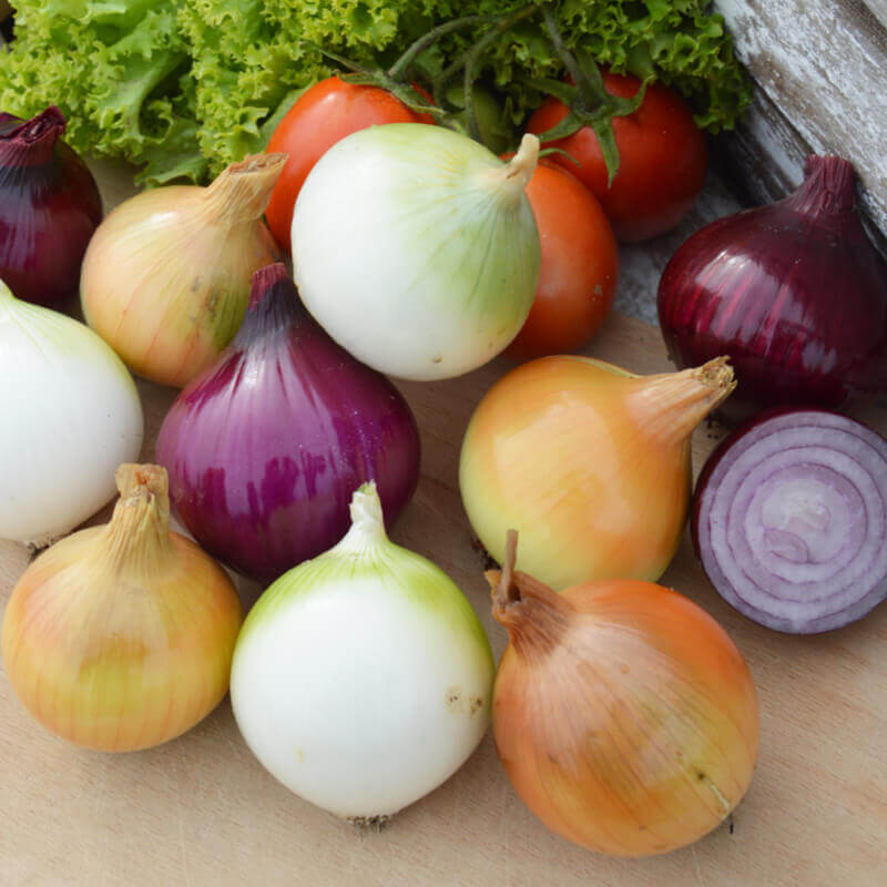 Mix Onion Seeds