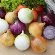 Mix Onion Seeds