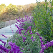 Leucantha Salvia Seeds