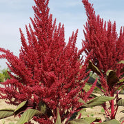 Red Garnet Amaranthus Seeds