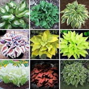Mix Hosta Seeds