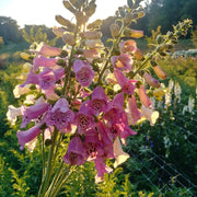 Stunning Summer Foxglove Seeds