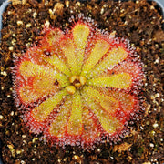 Alice Sundew Seeds