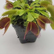 B52 Giant Venus Flytrap Seeds