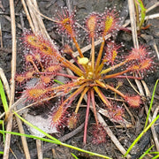Drosera Carnivorous Sundew Seeds
