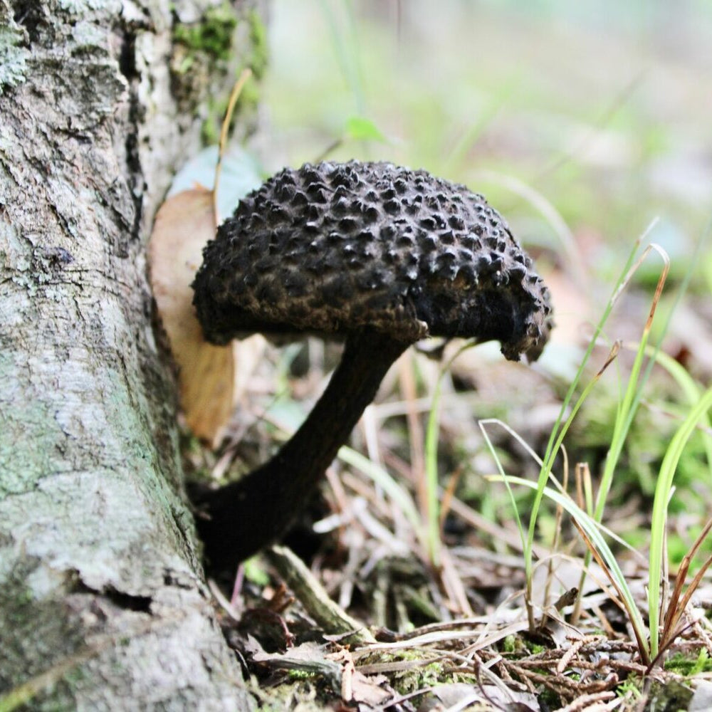 Black Mushroom Seeds
