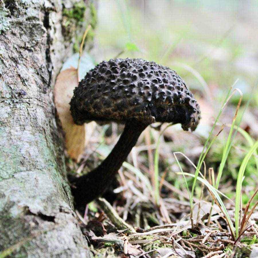 Black Mushroom Seeds