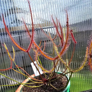 Fork-leaved Sundew Seeds